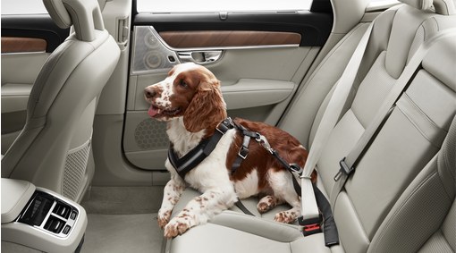 Arnés para perros